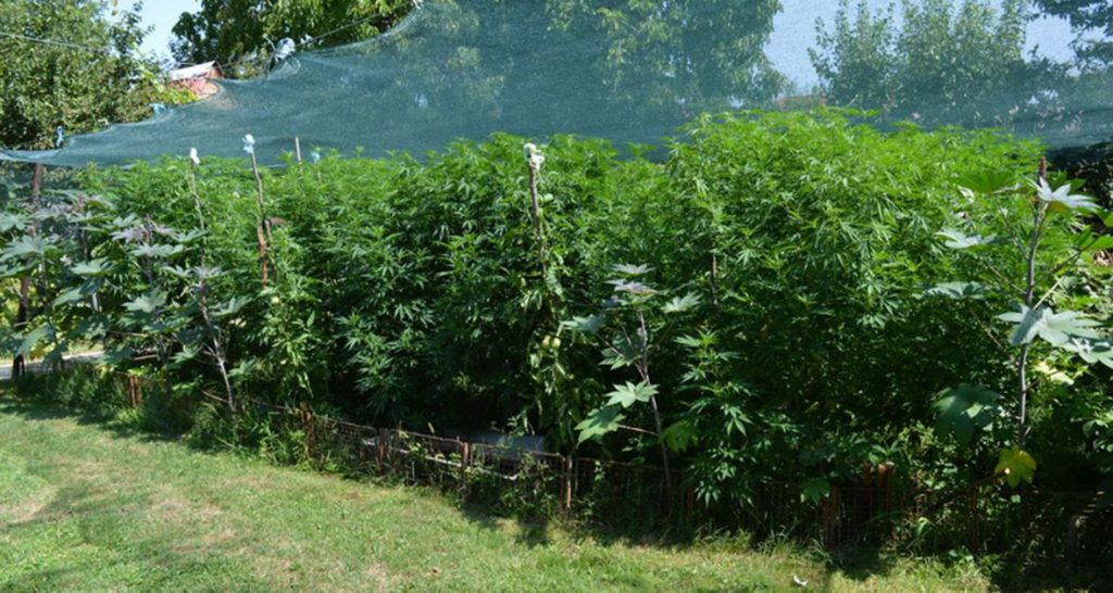 plantaža marihuane