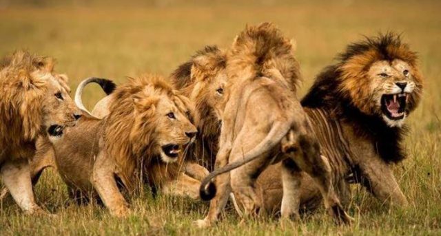 lavovi napali
