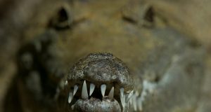 napao krokodil