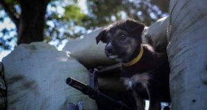 U odbrani Ukrajine pomažu i psi