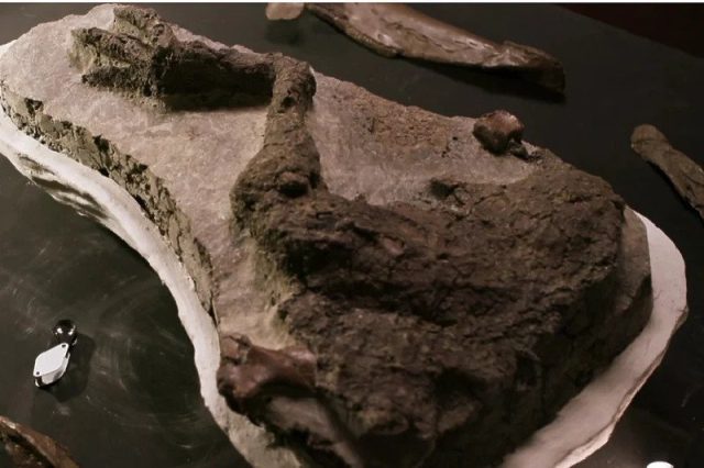 Pronađen prvi fosil dinosaura direktno povezan sa udarom asteroida