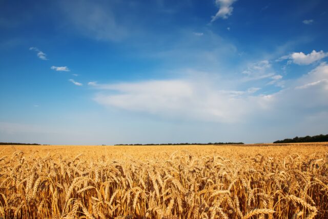 Ukrajina je u aprilu izvezla preko milion tona žitarica uprkos ratu