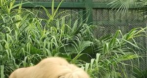 Lav iz zoološkog u Kini hit je zbog neobične frizure