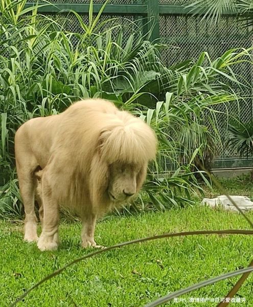 Lav iz zoološkog u Kini hit je zbog neobične frizure