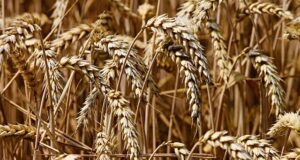 Cijena pšenice ponovo raste