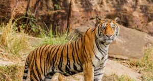 Ubijen tigar koji je usmrtio 9 osoba u Indiji