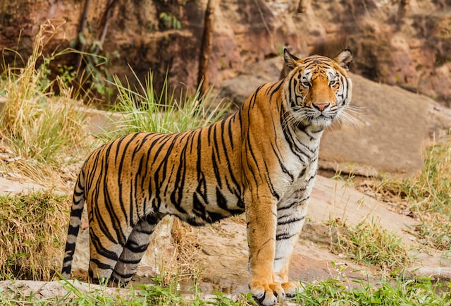 Ubijen tigar koji je usmrtio 9 osoba u Indiji